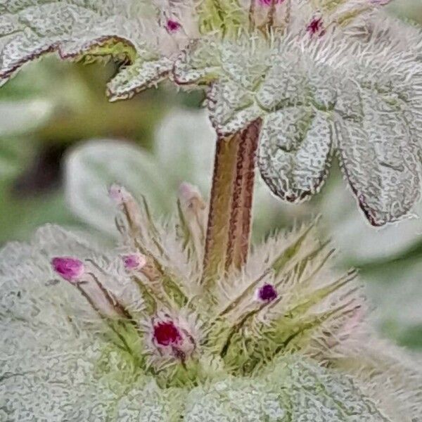 Lamium amplexicaule Övriga