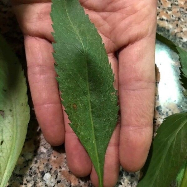 Bidens aurea Leaf