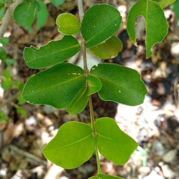 Malpighia emarginata Blad