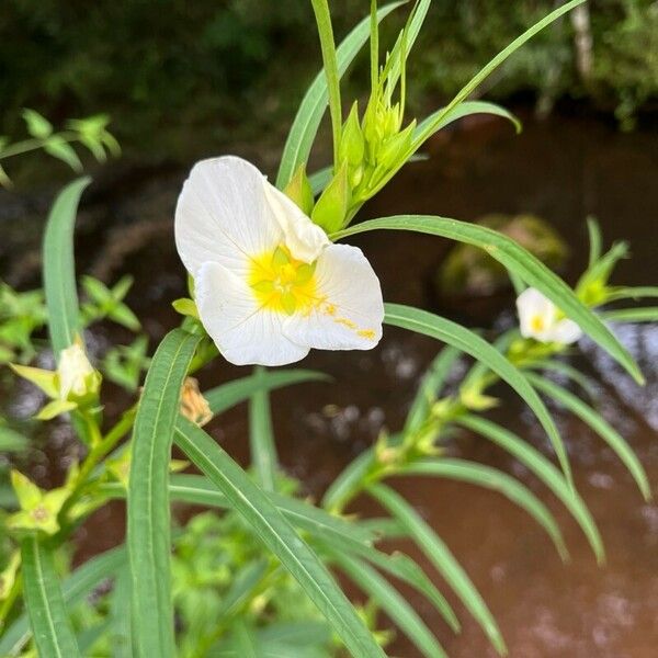 Ludwigia decurrens Floare