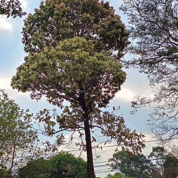 Triplaris americana Costuma