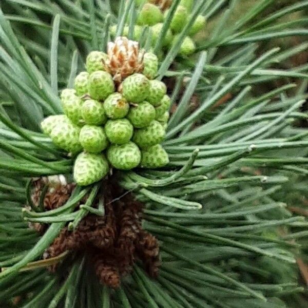 Pinus mugo Flower