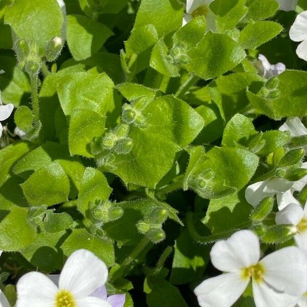 Arabis alpina Leaf