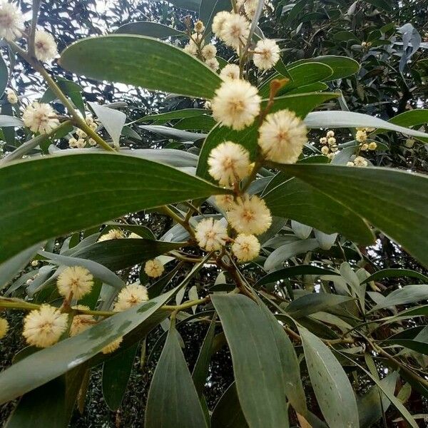 Acacia melanoxylon ফুল