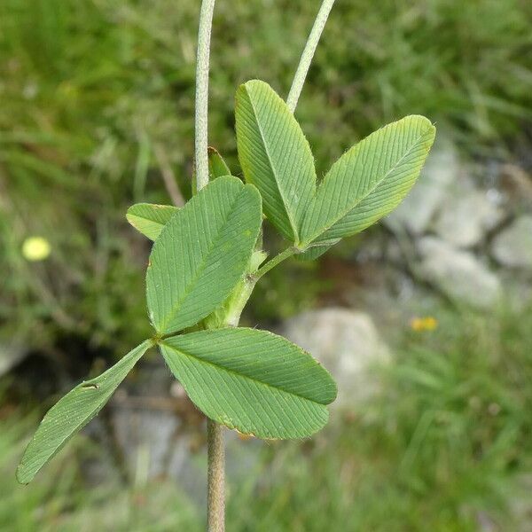 Trifolium badium Leaf