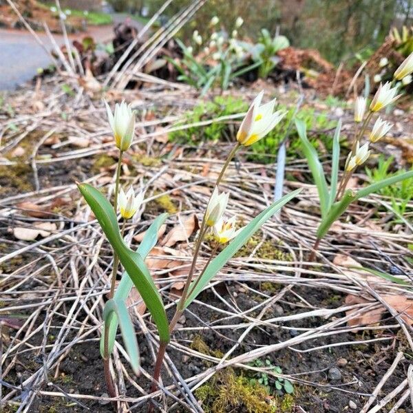 Tulipa sylvestris ᱵᱟᱦᱟ