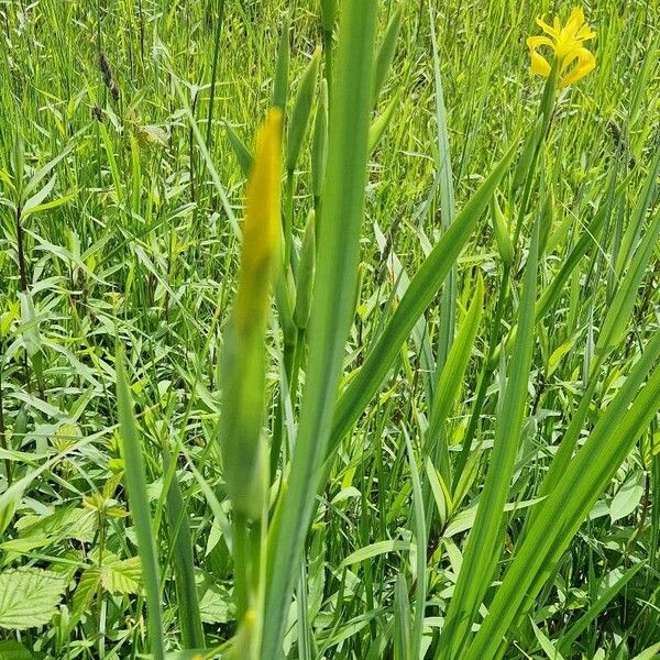 Iris pseudacorus Fuelha