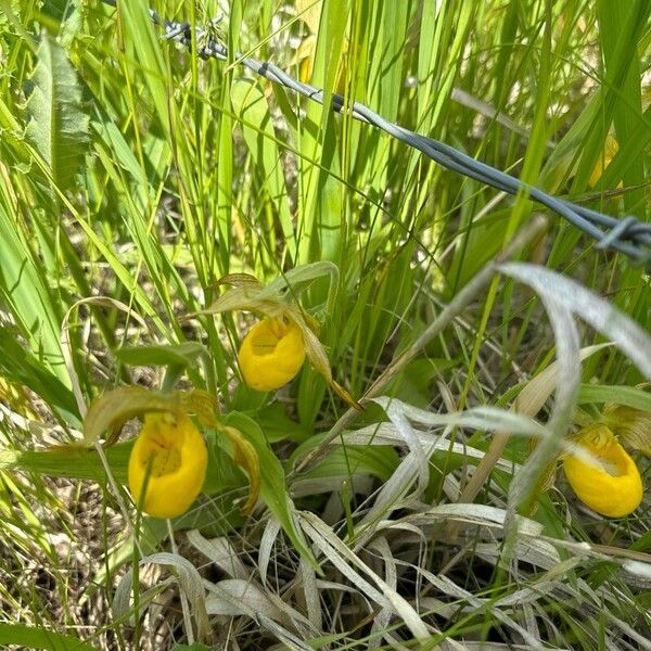 Cypripedium parviflorum Blomma