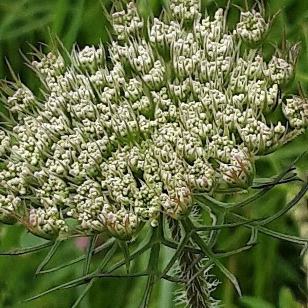 Ammi majus Flower