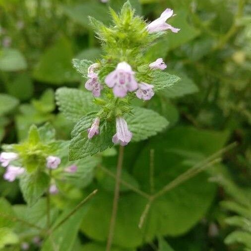 Clinopodium vulgare Flower