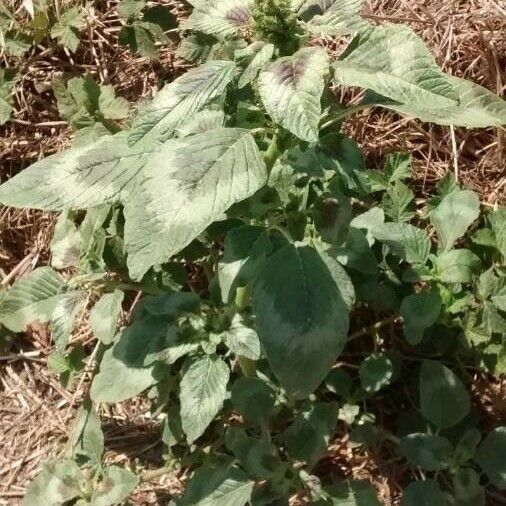 Amaranthus spinosus Foglia