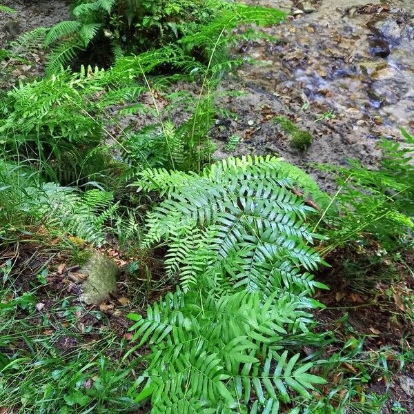 Osmunda regalis Habitat