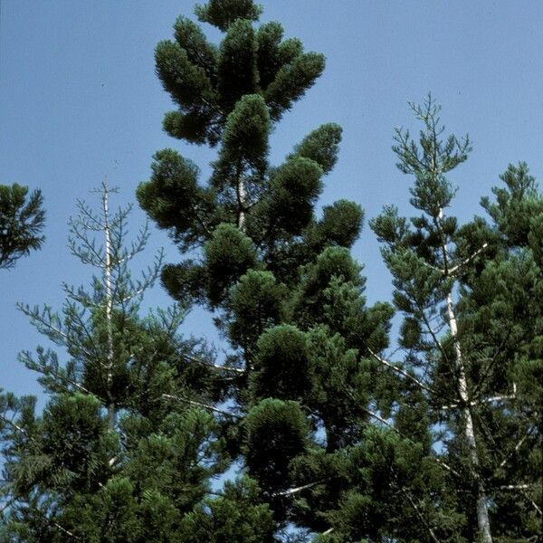 Araucaria cunninghamii Hábito