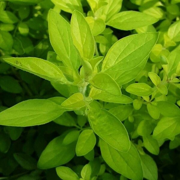 Origanum majorana Blad