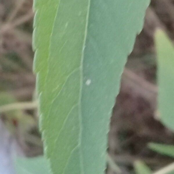 Austroeupatorium inulifolium Leaf