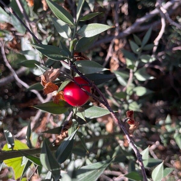 Ruscus aculeatus Fruit