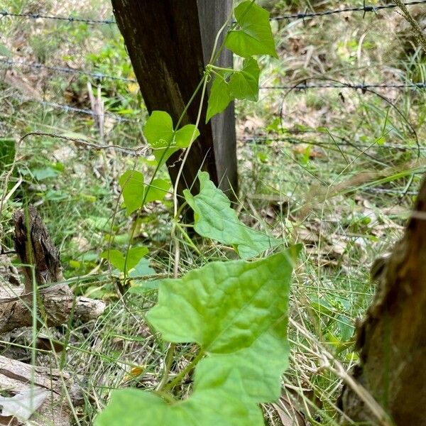 Mikania micrantha Hàbitat