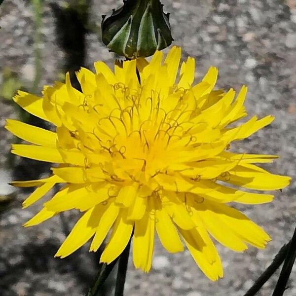 Reichardia picroides Flower