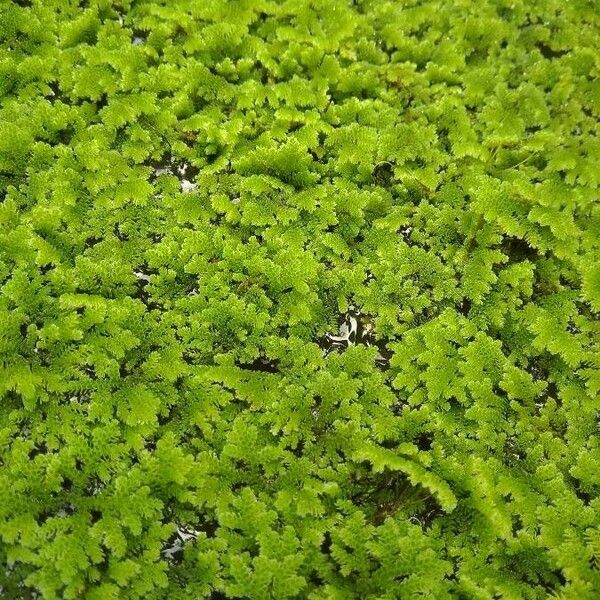 Azolla filiculoides Blatt