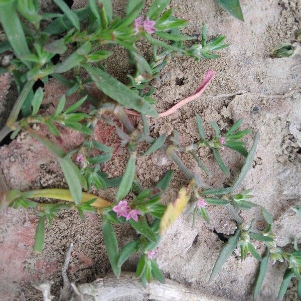 Polygonum plebeium Hábito