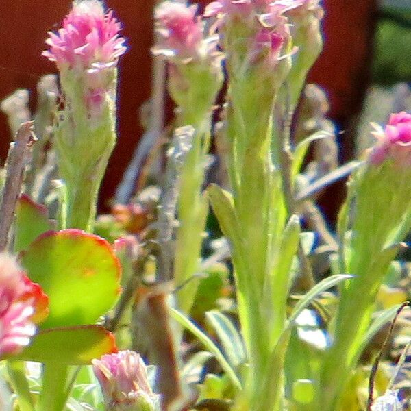 Antennaria dioica Цветок