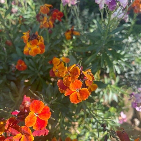 Erysimum virgatum Žiedas