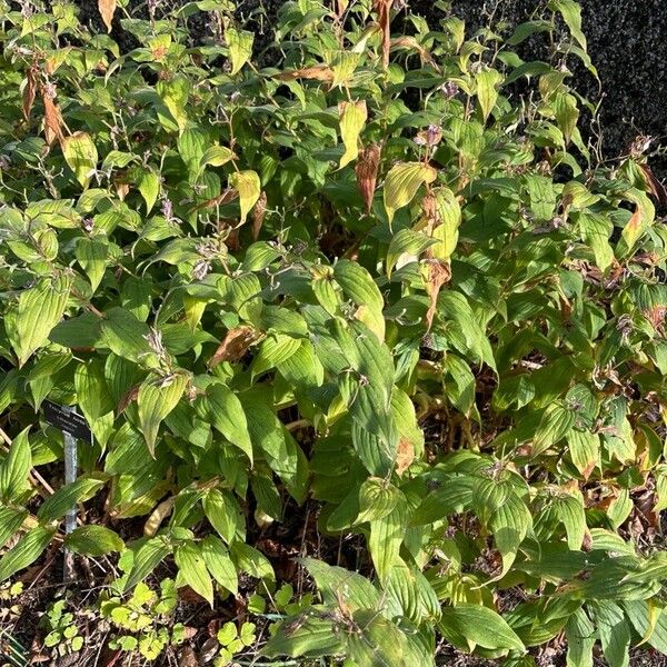 Tricyrtis hirta Blatt