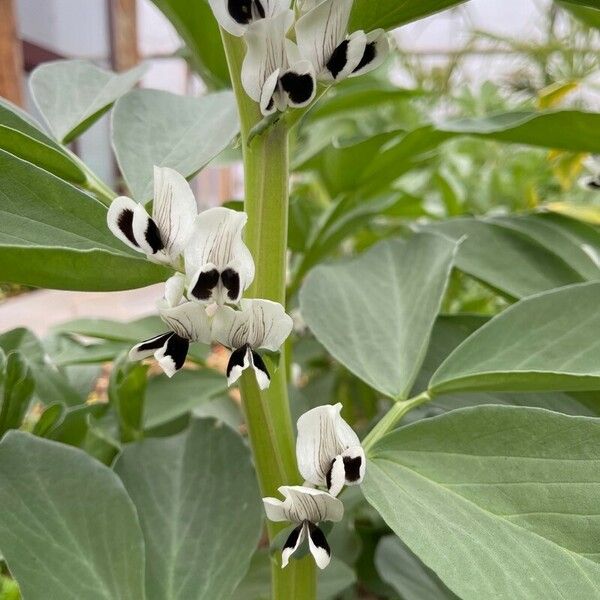 Vicia faba Çiçek