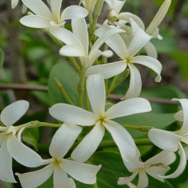 Holarrhena pubescens Flower