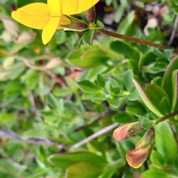 Lotus alpinus Flower