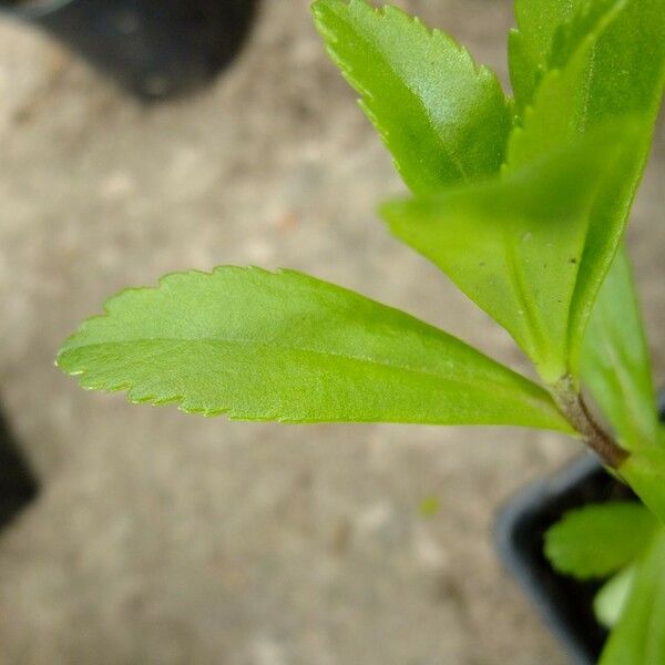 Aster miquelianus Leaf