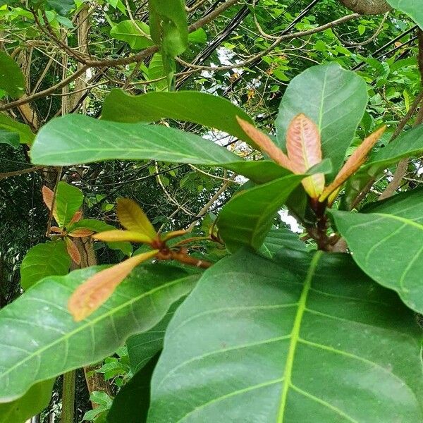 Terminalia catappa Blad