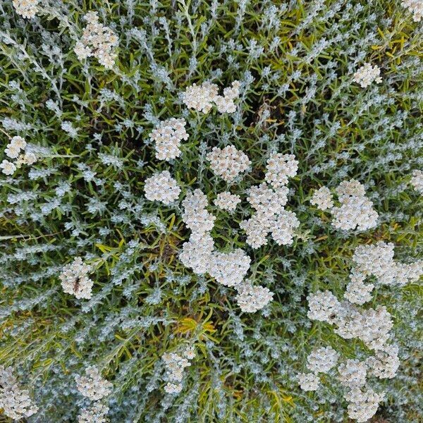 Achillea cretica Flor