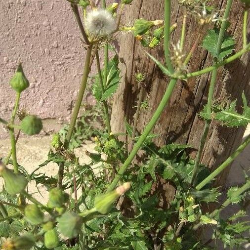 Sonchus asper Fruit