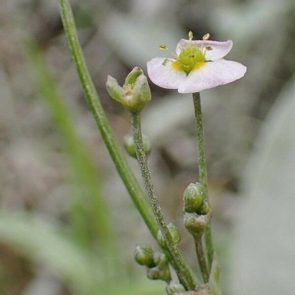 Alisma lanceolatum 花