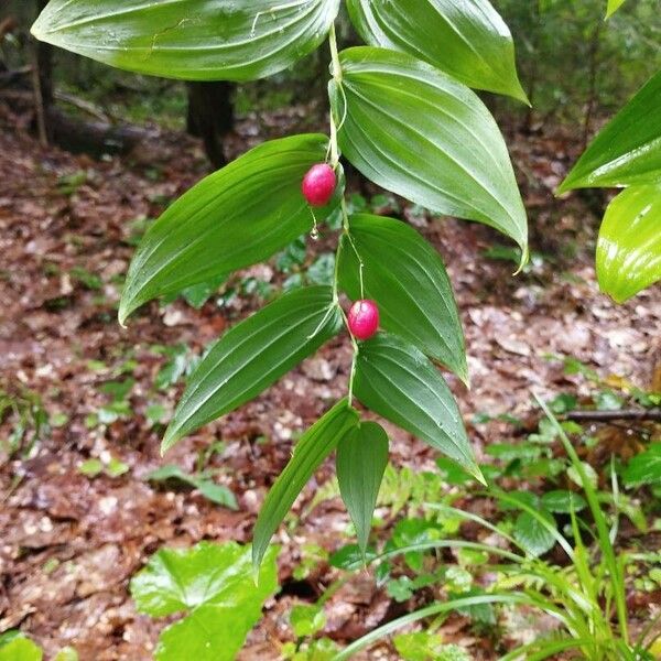 Streptopus amplexifolius Fruit