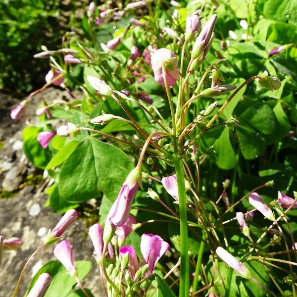 Oxalis articulata Flower