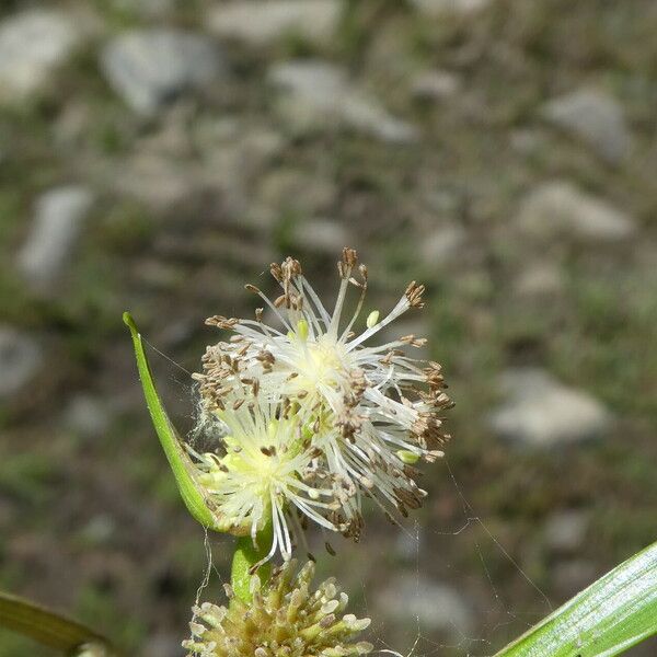 Sparganium angustifolium Flower