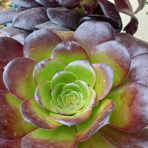 Aeonium arboreum Blad