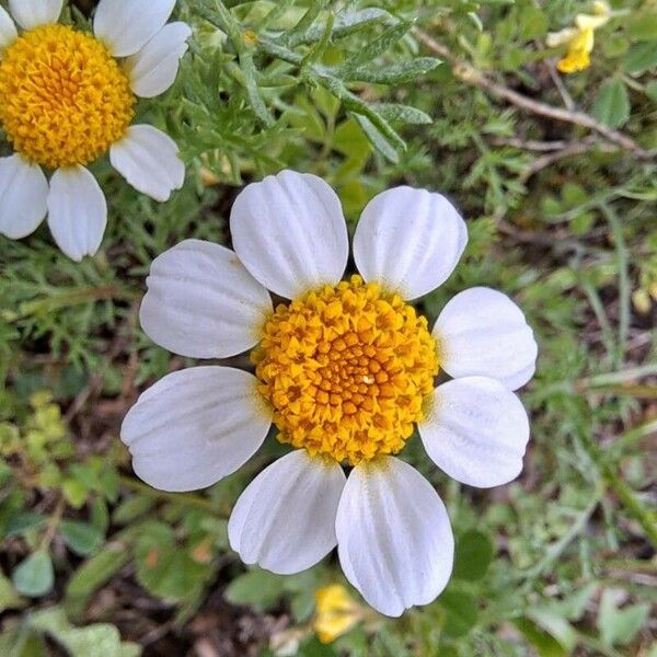 Anacyclus clavatus Fleur