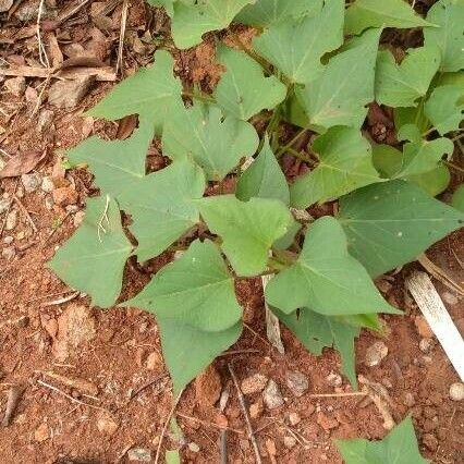 Ipomoea batatas Blad