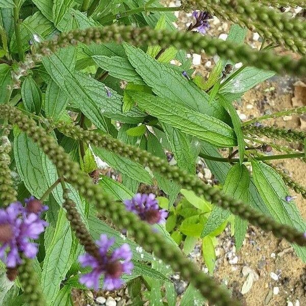 Verbena hastata Hedelmä