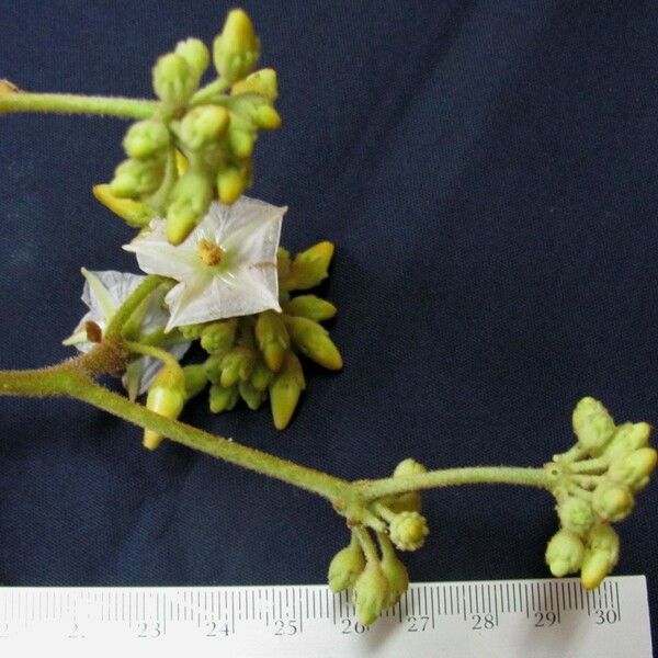 Lycianthes ferruginea Flor