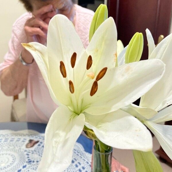 Lilium candidum Blüte