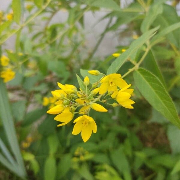 Lysimachia vulgaris Floro