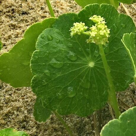 Hydrocotyle bonariensis Çiçek