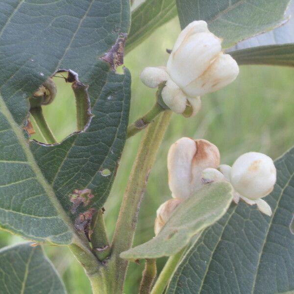 Psidium guineense Flower