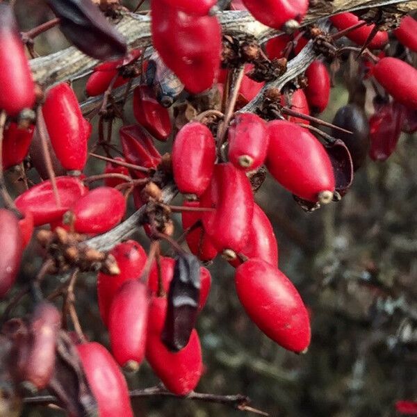 Berberis thunbergii 果