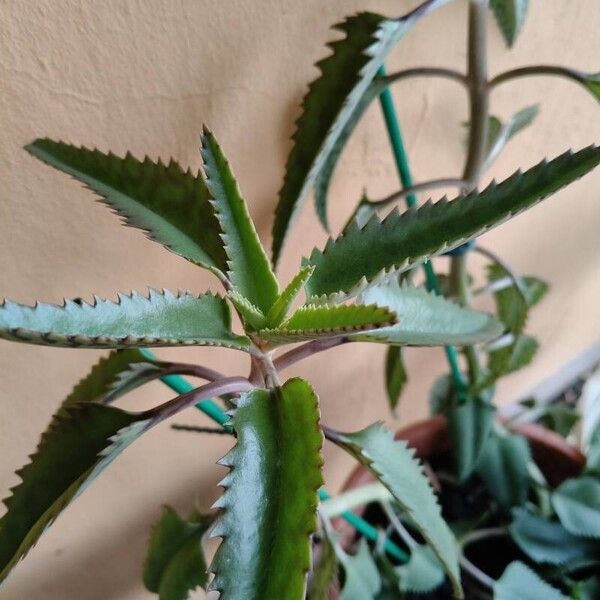 Kalanchoe daigremontiana 葉