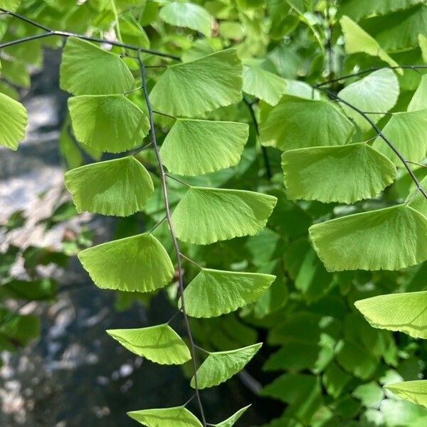 Adiantum peruvianum Leaf